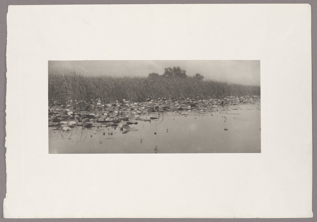 Water Lilies, Peter Henry Emerson