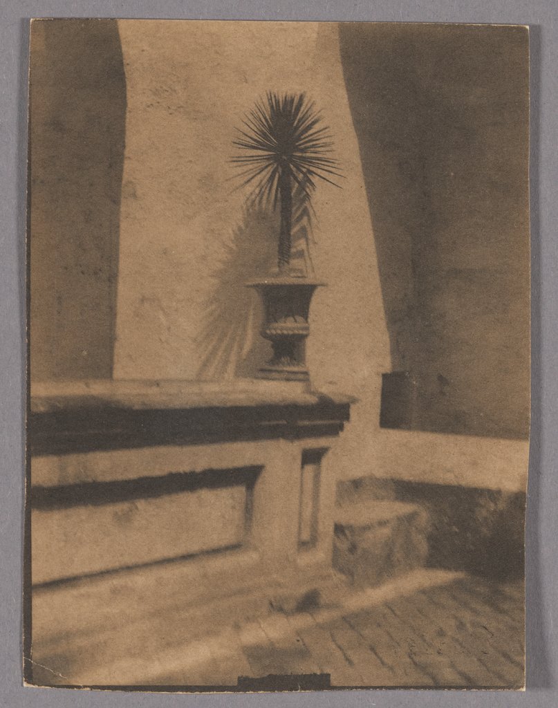 Pot With a Small Palm Tree in Front of a Wall, Adolphe de Meyer