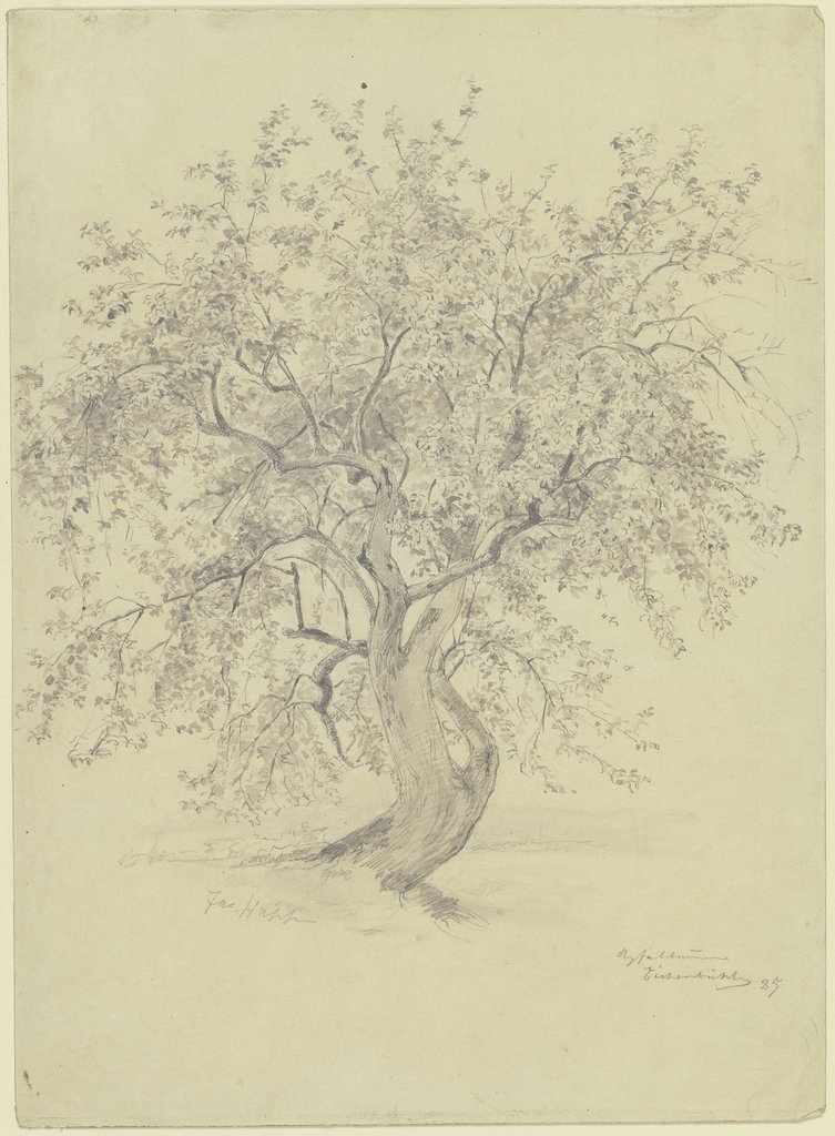 Apple tree at the Eichenbühl, Jacob Happ