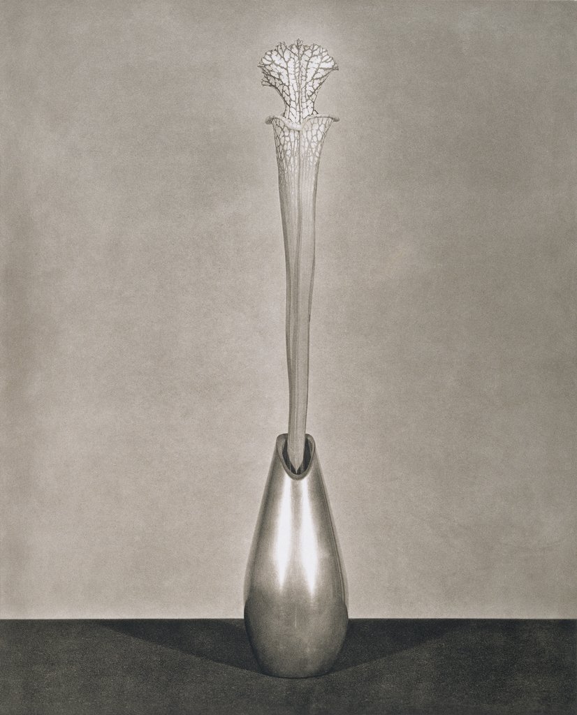 Untitled, from the series: Flowers, Robert Mapplethorpe