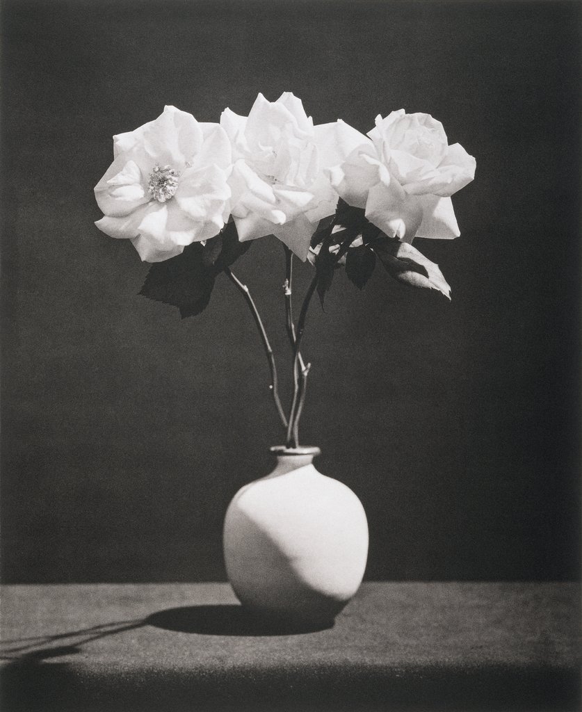 Untitled, from the series: Flowers, Robert Mapplethorpe