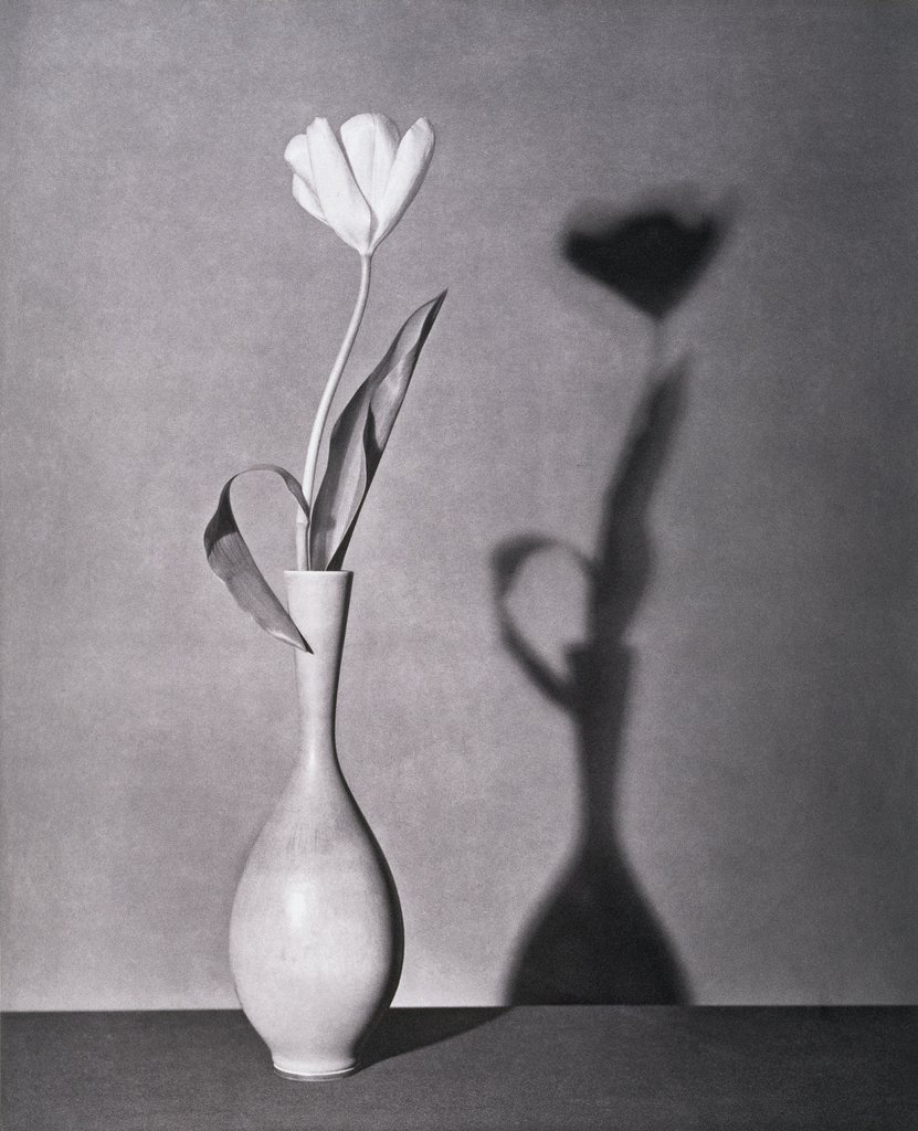 Untitled, from the series: Flowers, Robert Mapplethorpe