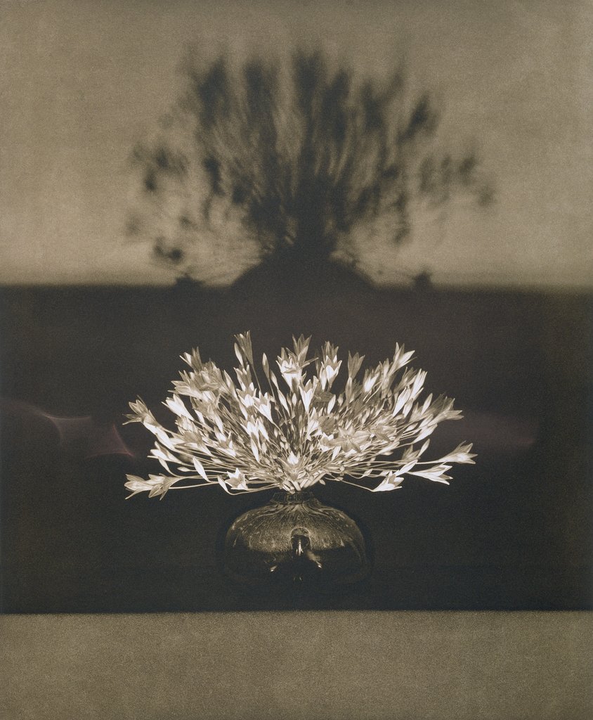 Untitled, from the series: Flowers, Robert Mapplethorpe