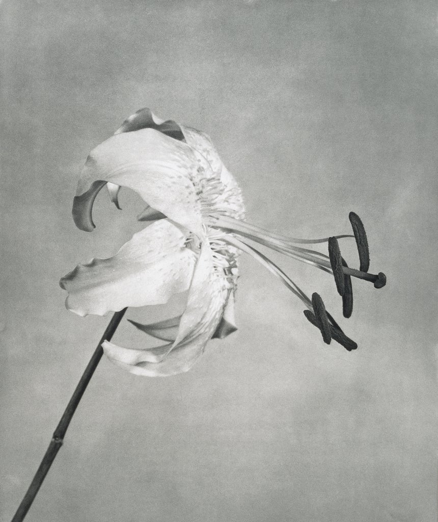 Untitled, from the series: Flowers, Robert Mapplethorpe