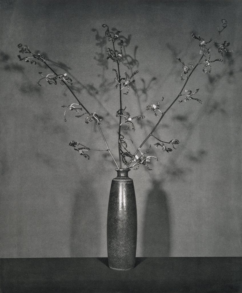 Untitled, from the series: Flowers, Robert Mapplethorpe