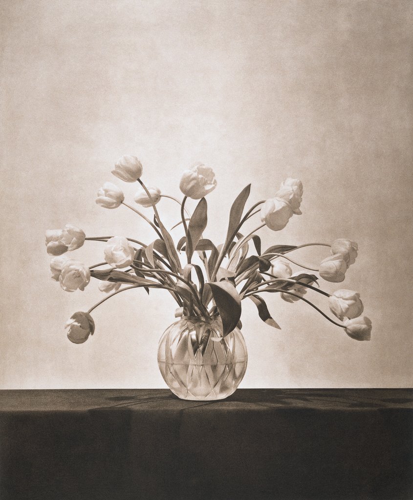 Untitled, from the series: Flowers, Robert Mapplethorpe