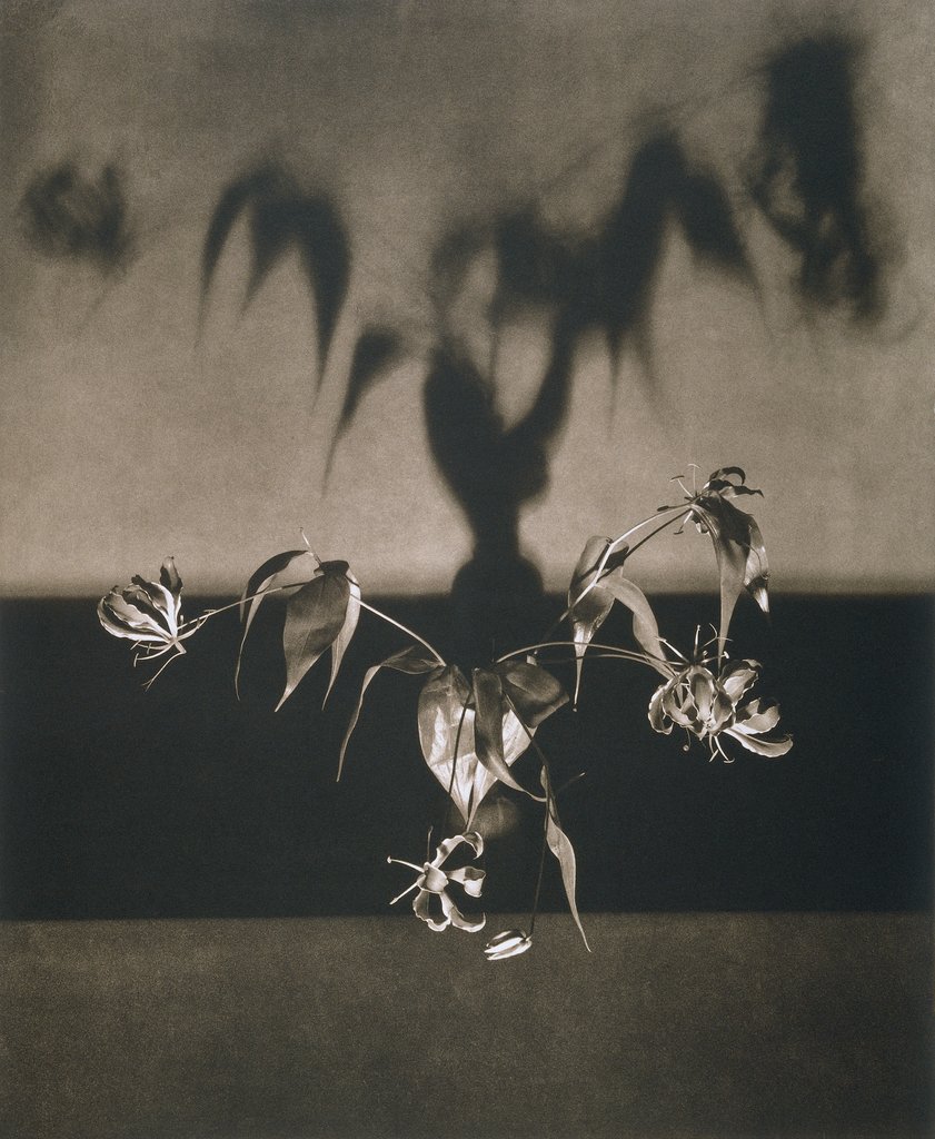 Untitled, from the series: Flowers, Robert Mapplethorpe