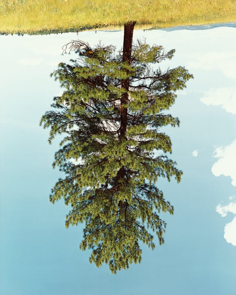 Ponderosa Pine I, Rodney Graham