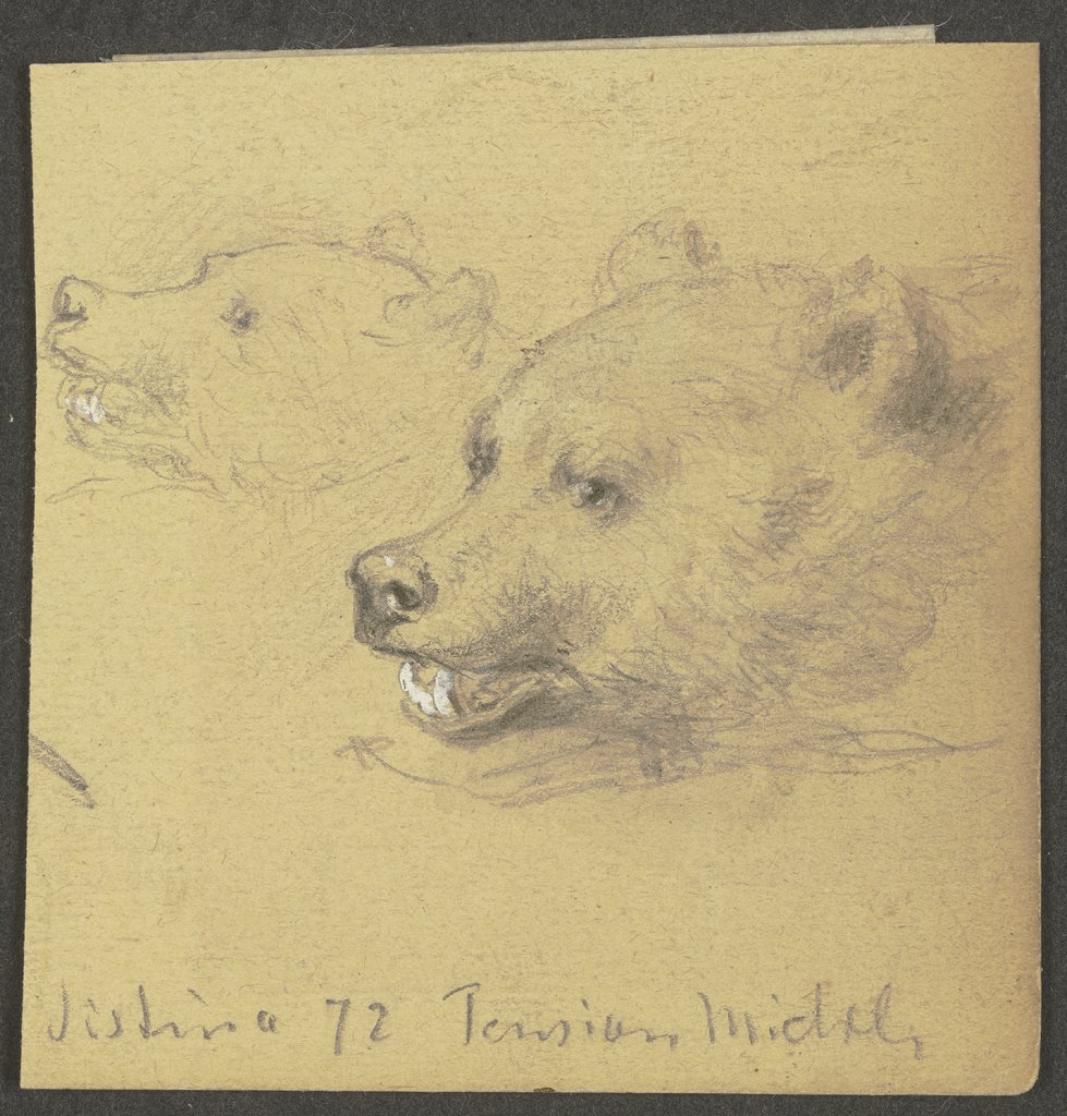 Two bears, Wilhelm Amandus Beer