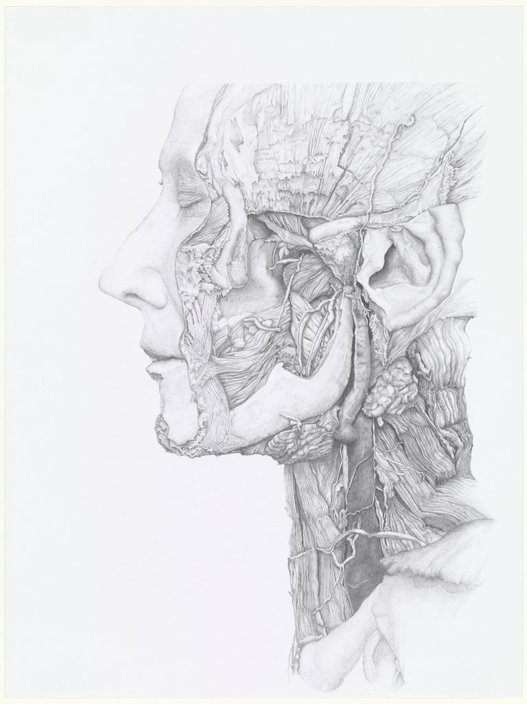 Face and Neck from the Side, Christoph Borowiak