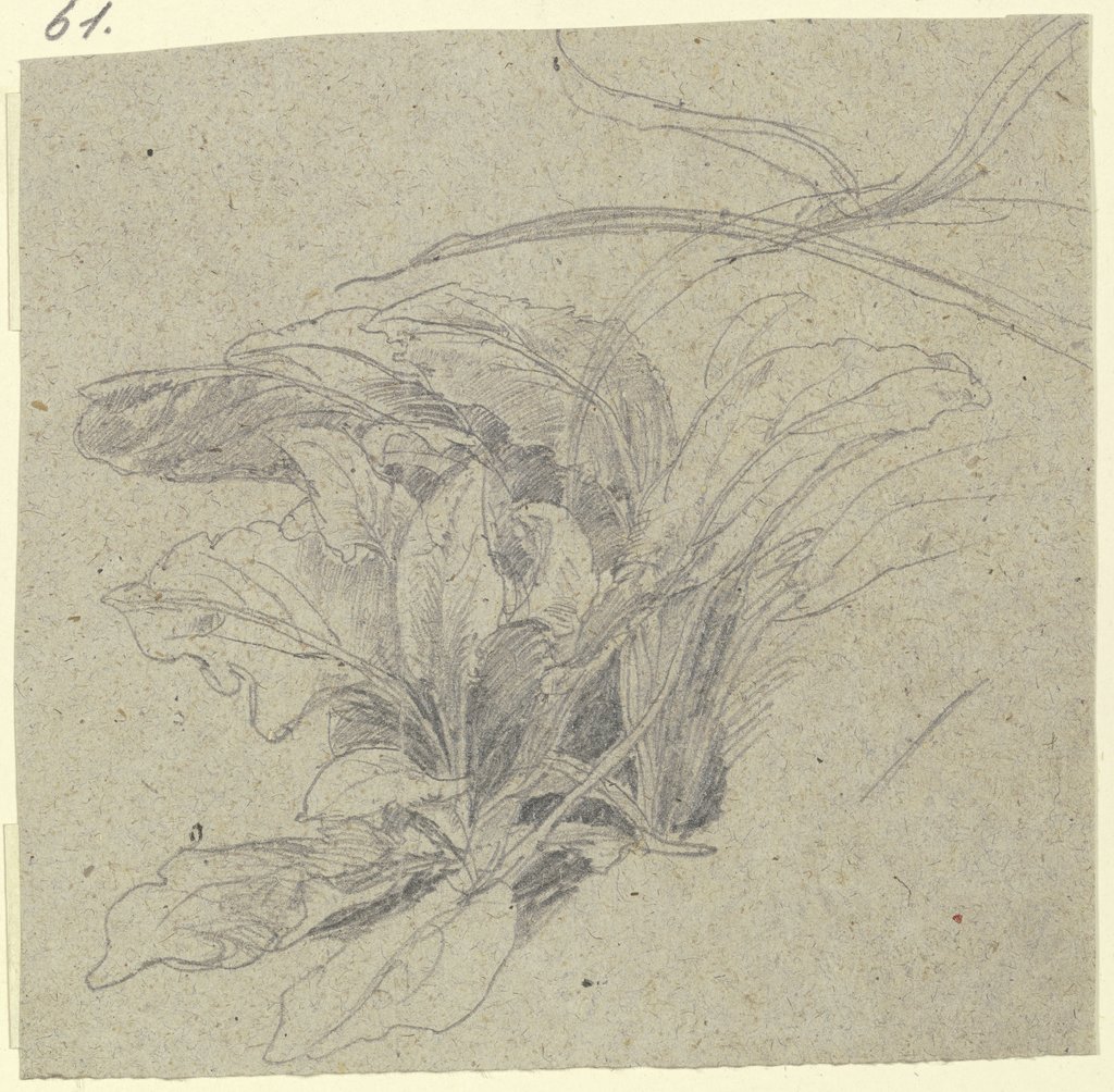 Section of lawn: Cabbage plants, Peter Becker