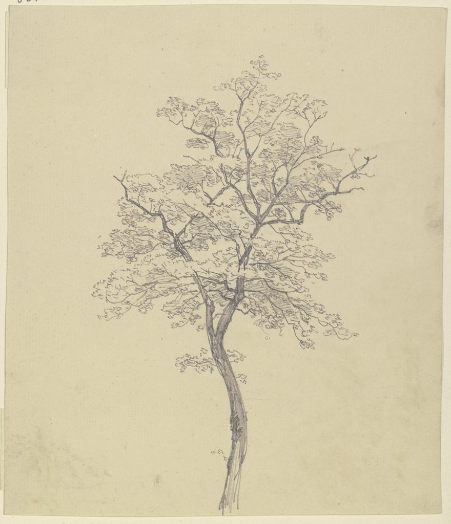 Young tree, Peter Becker