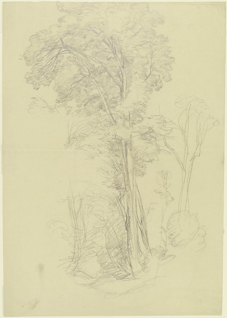 Group of trees, Peter Becker