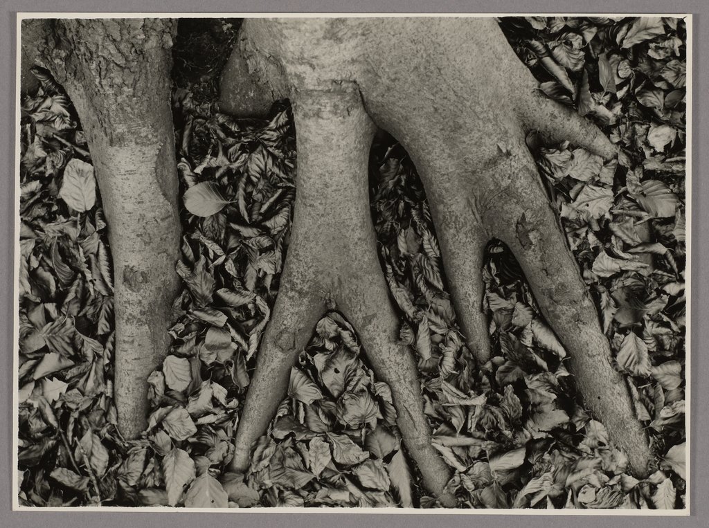 Stützwurzeln, Rotbuche, Fagus sylvatica, Fagaceae, Folkwang-Auriga Verlag;   zugeschrieben