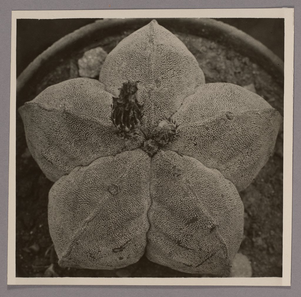 Echinocactus myriostigma, Folkwang Auriga Publishing House