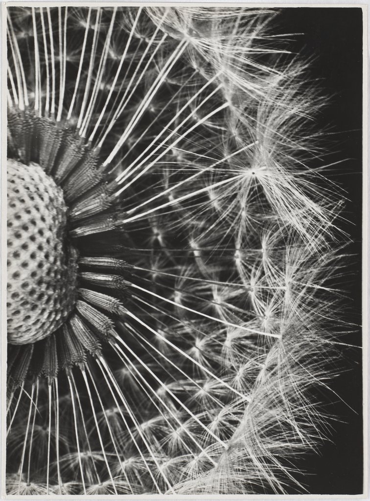 Dandelion, Taraxacum officinalis, Fred Koch;   attributed, Folkwang Archive