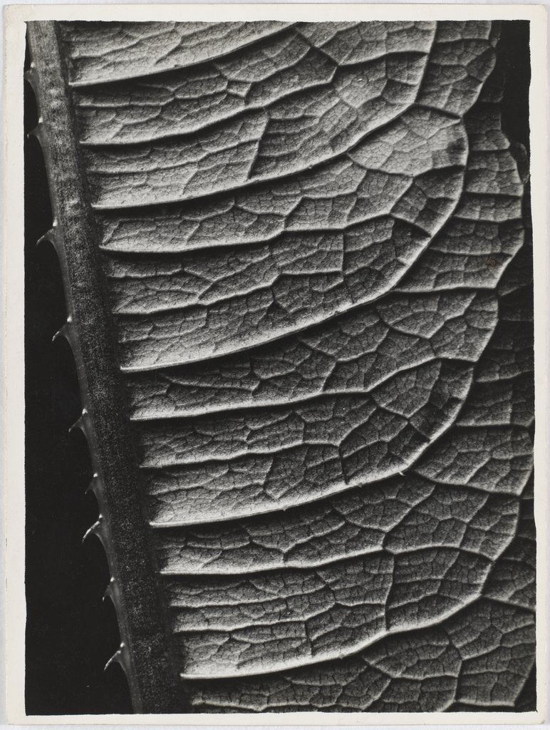 Ohne Titel (Dipsacus, Blatt), Lotte Jacobi, Folkwang-Auriga Verlag;   zugeschrieben