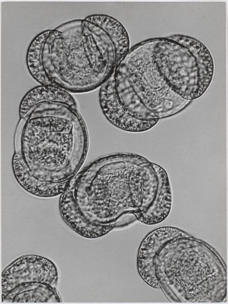 Pine, Pinus phanerogam, pollen, 1000:1, Carl Strüwe