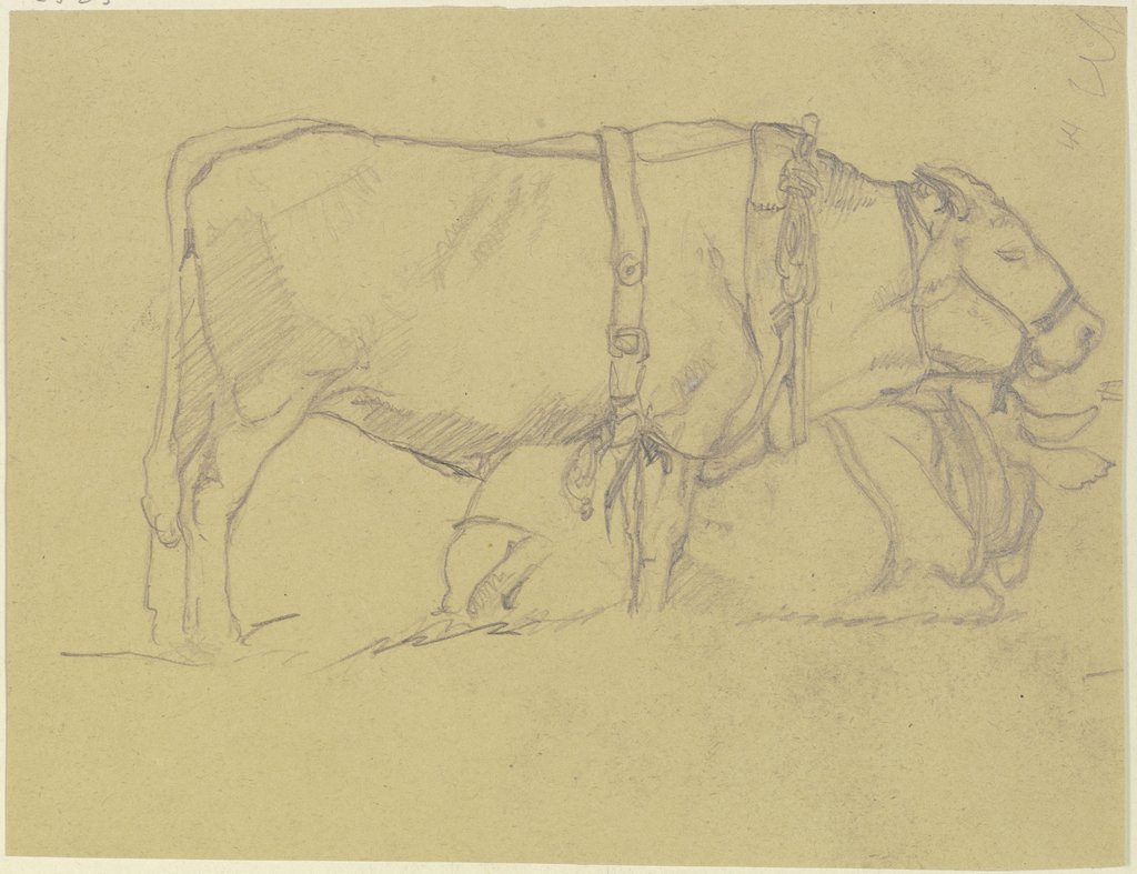 Harnessed ox, Georg Poppe