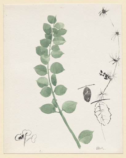 Study of Plants, Odilon Redon