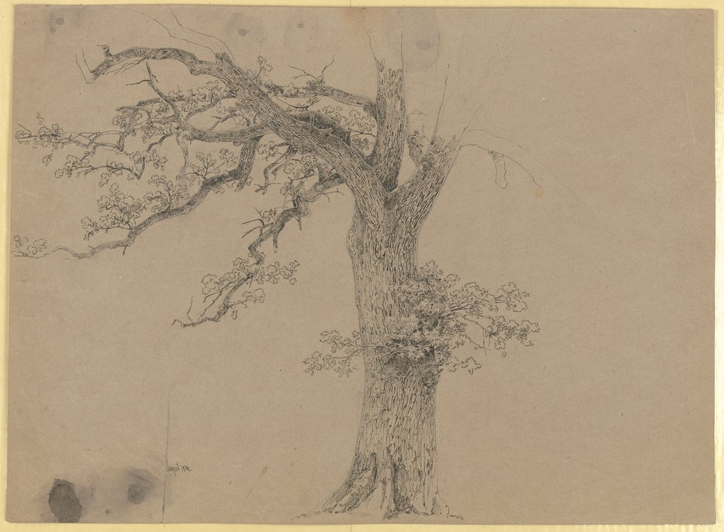 Alter Baum, Carl Theodor Reiffenstein