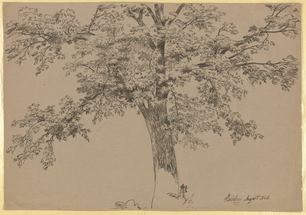 A tree, Carl Theodor Reiffenstein