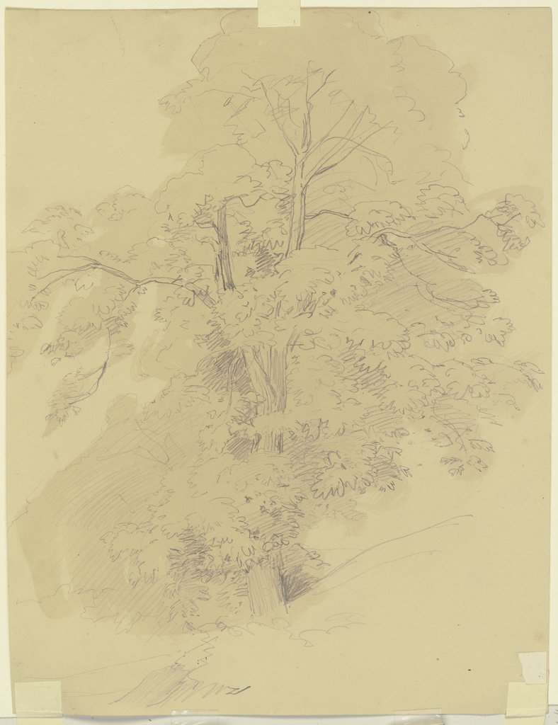 Tree, Jakob Becker