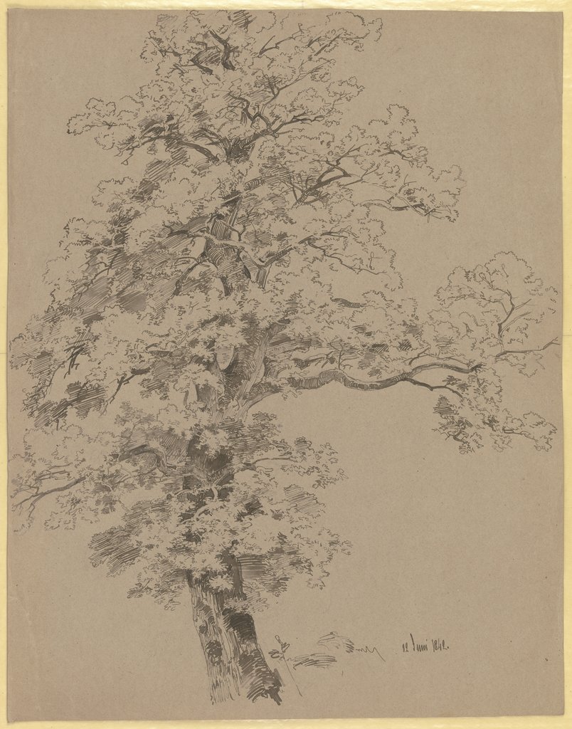 A tree, Carl Theodor Reiffenstein