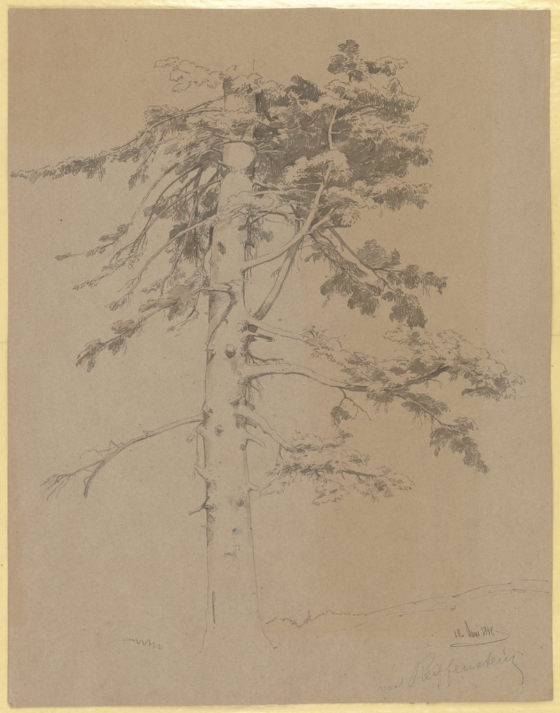 A tree, Carl Theodor Reiffenstein