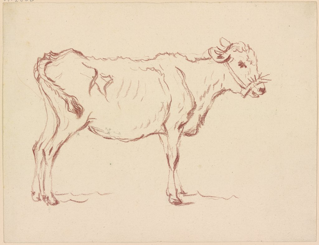 Standing calf to the right, Friedrich Wilhelm Hirt