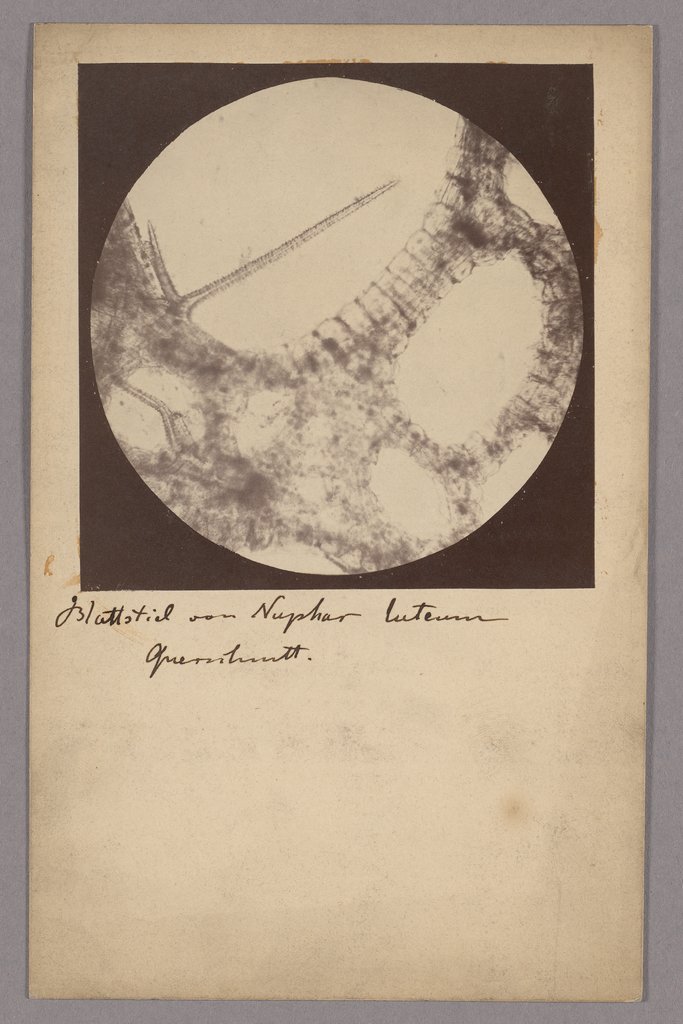 Thin sections of the aerenchyma of a petiole (Yellow water lily), Unknown, 19th century