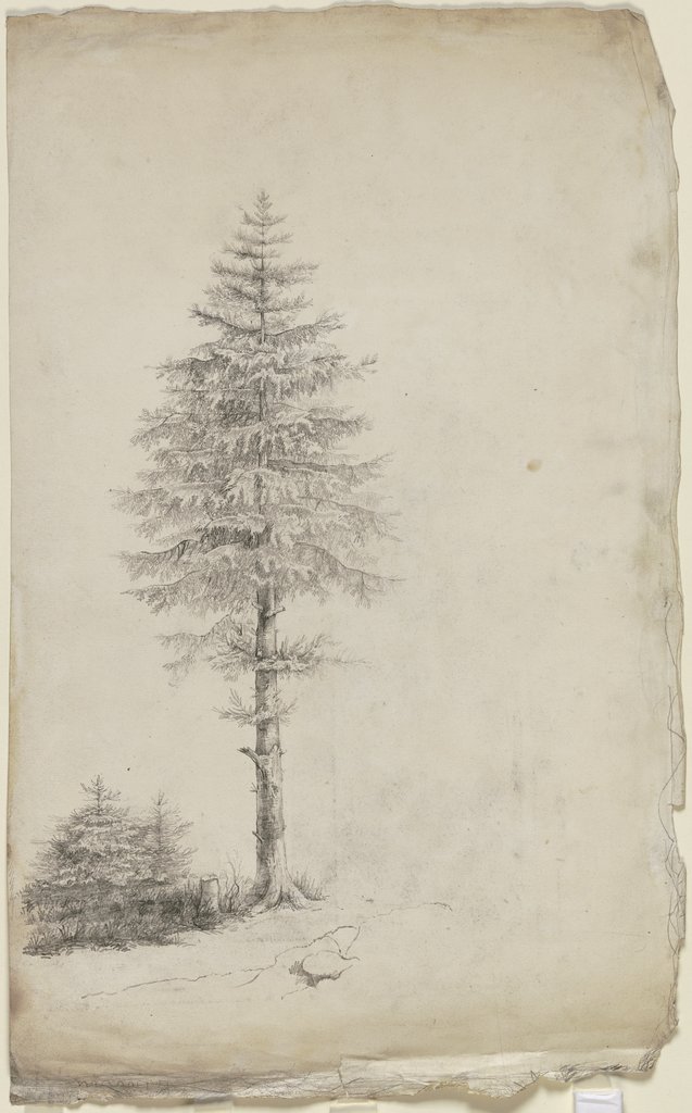 Conifers, Victor Müller