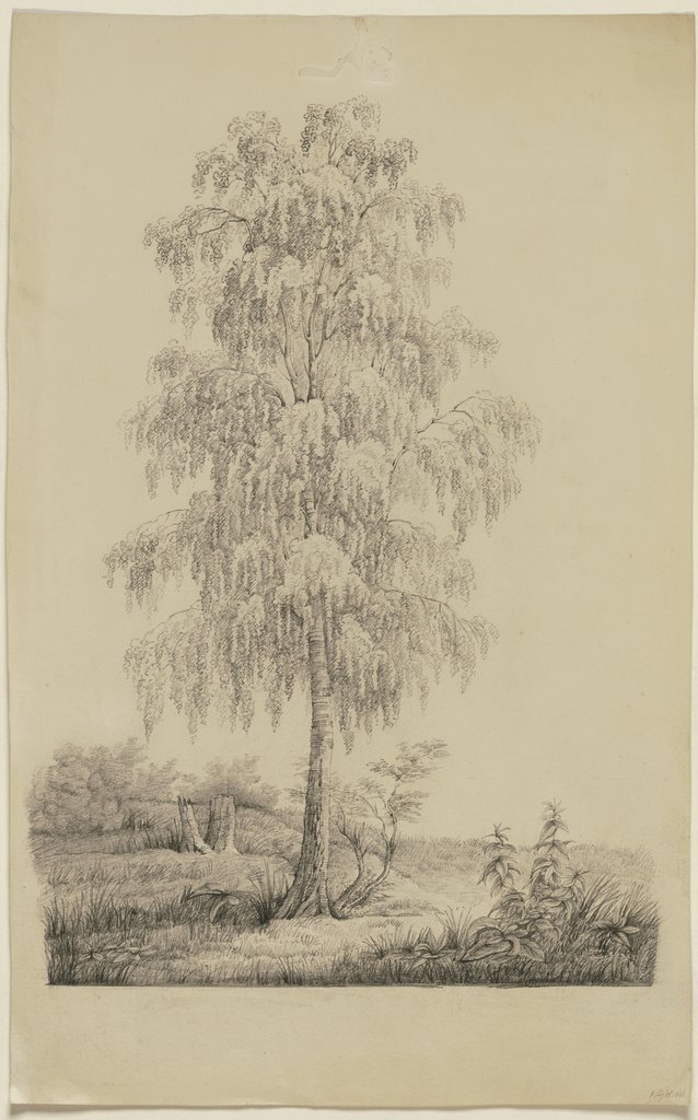 Study of a tree, Victor Müller