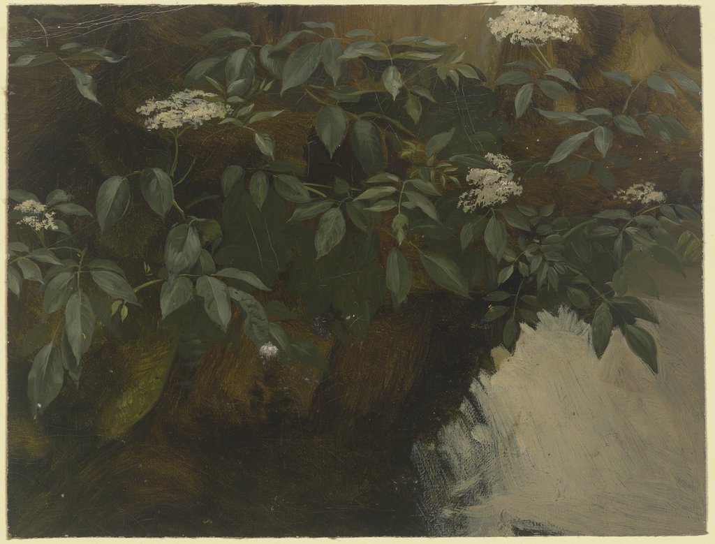 Flowering elderberry, Philipp Rumpf