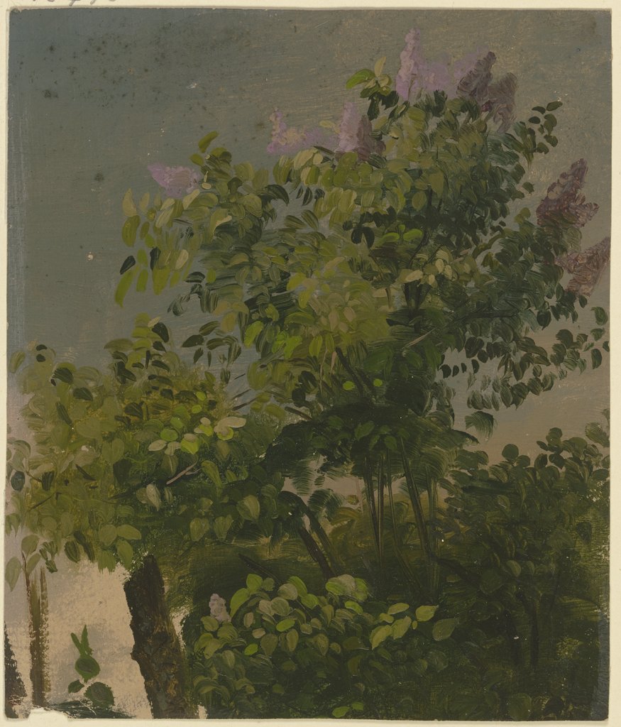 Blooming lilac bush, Philipp Rumpf