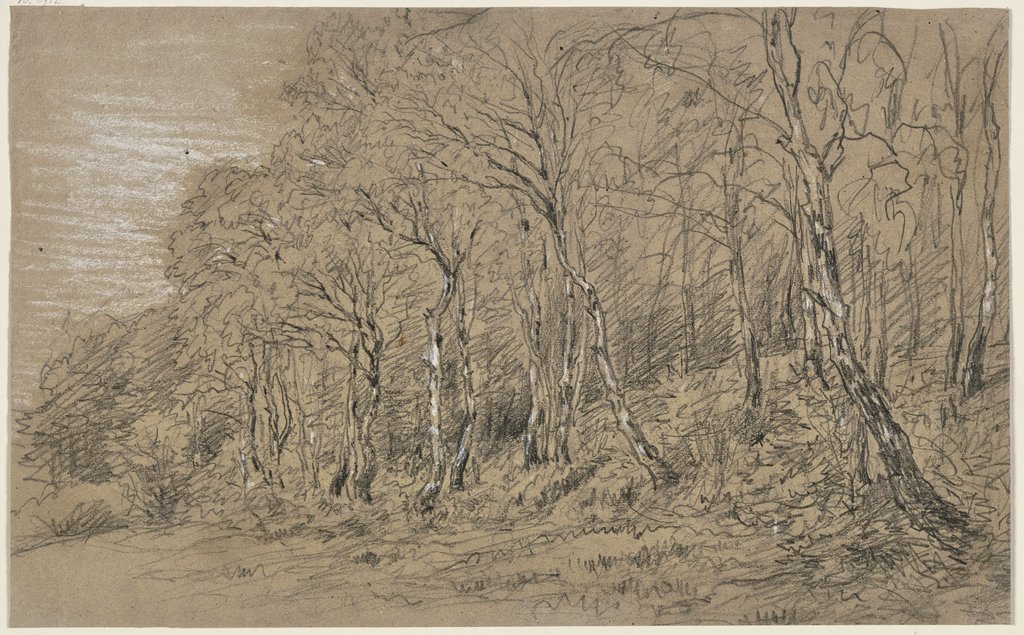 Birch trees at the edge of the forest, Jakob Maurer