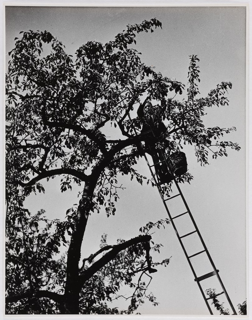 Untitled (Documentation of Harvest for Andersen & Co), Karl Theodor Gremmler