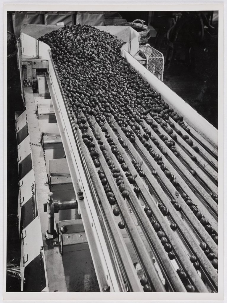 Untitled (Documentation of Harvest for Andersen & Co), Karl Theodor Gremmler