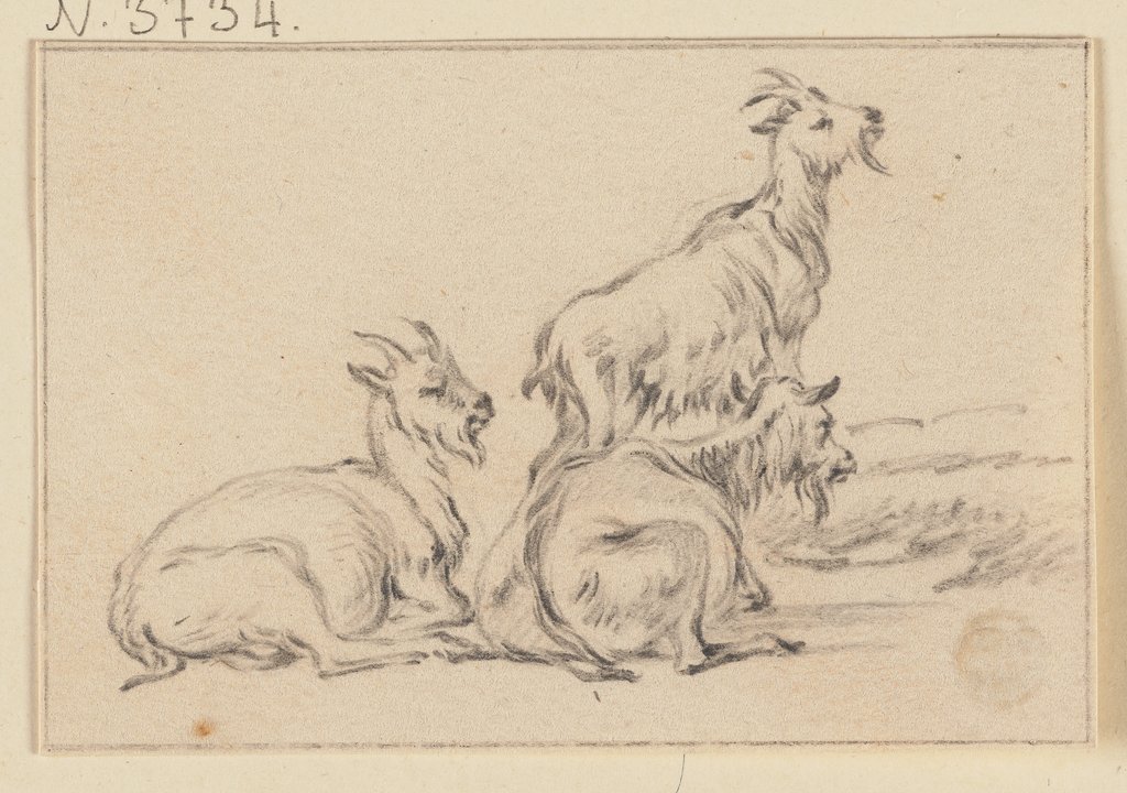 Three goats, Jacob Cats