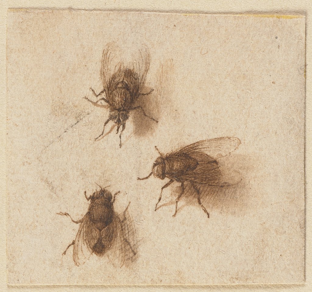 Three flies, Jacques de Gheyn II