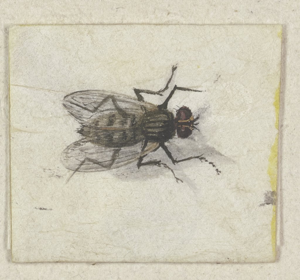 A small fly seen from above, Jacques de Gheyn II