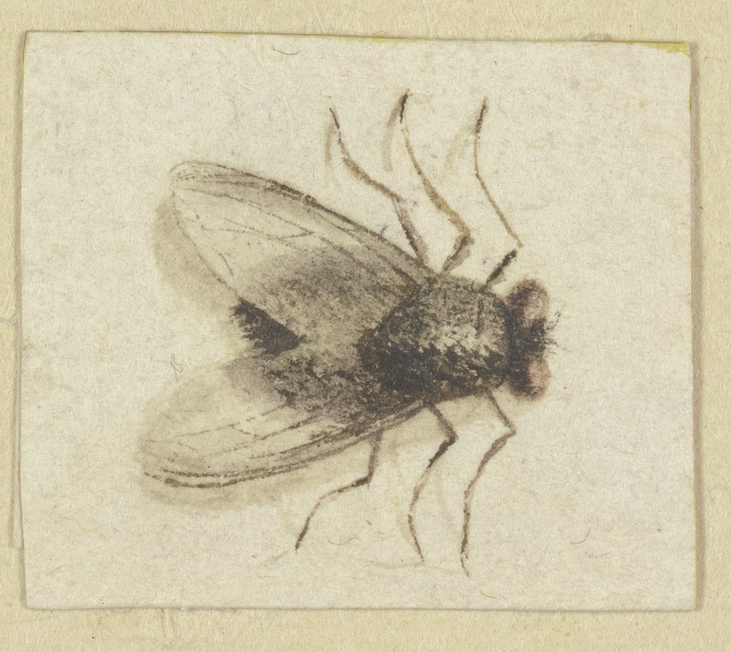 A large Fly seen from above, Jacques de Gheyn II