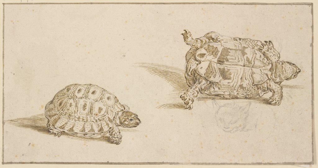 A tortoise seen from above and from below, and the head of a cat, Jacques de Gheyn II