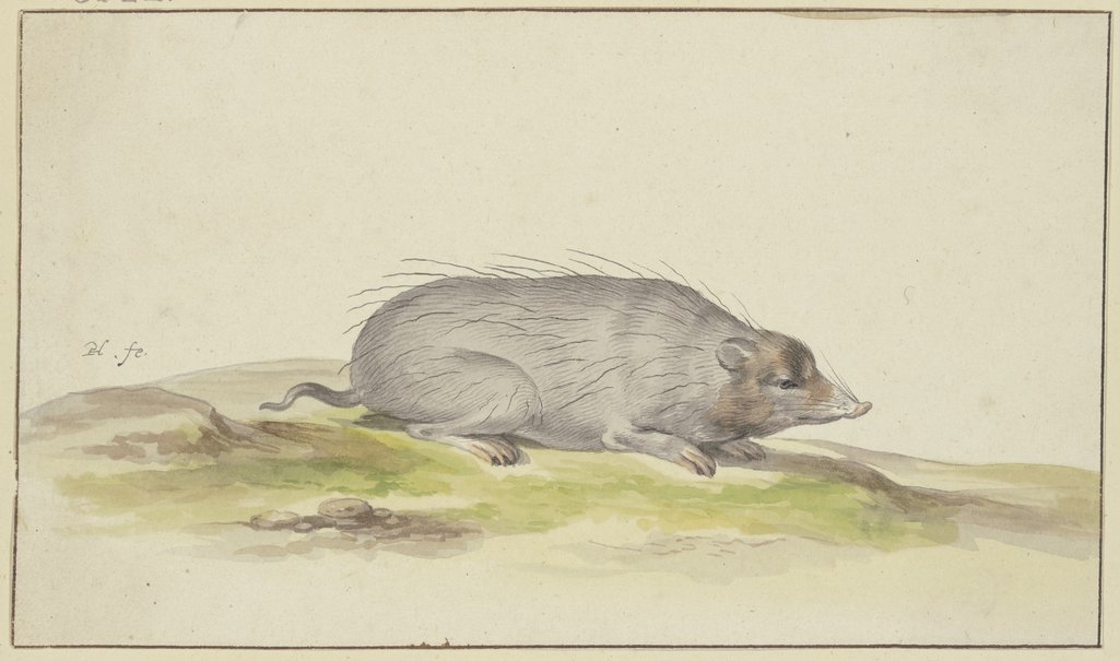 Mole to the right, Pieter Holsteyn I