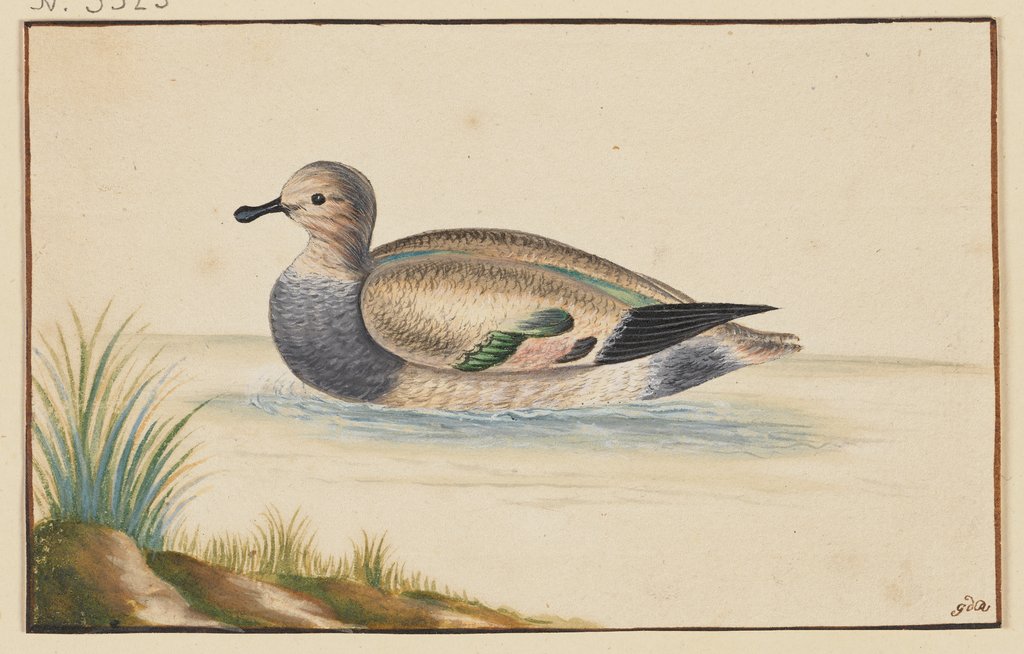 Duck to the left, Pieter Holsteyn I