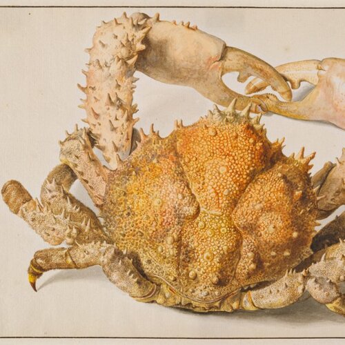 A Crab, Jan van Huysum