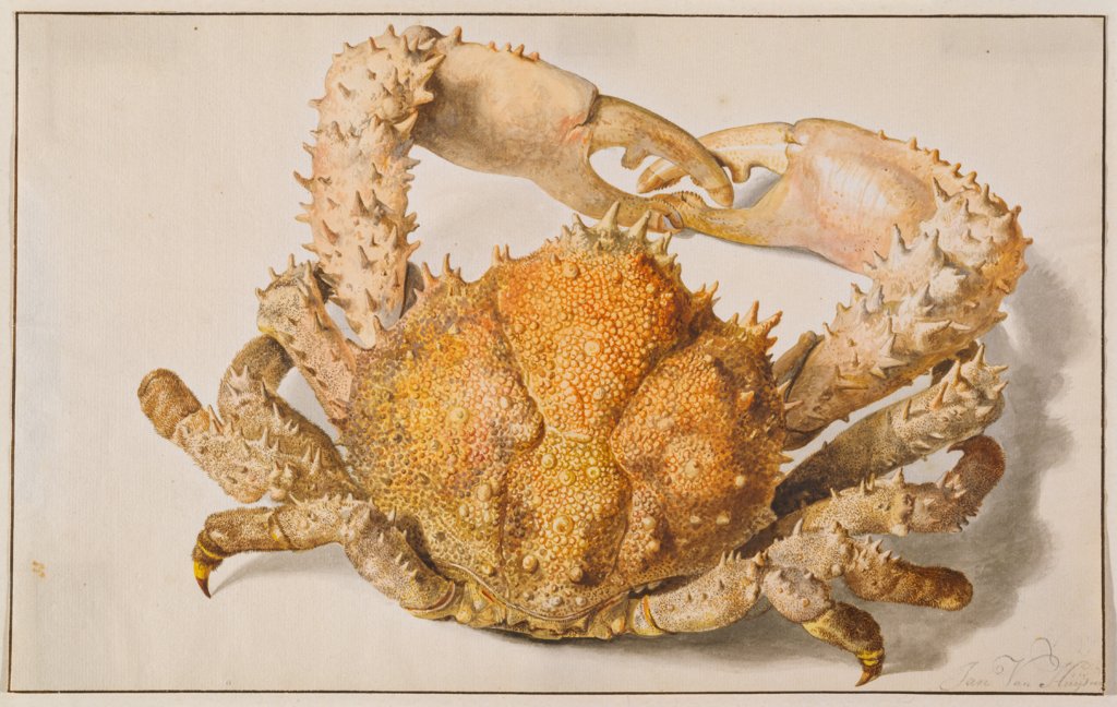 Stachelige Spinnenkrabbe, Jan van Huysum