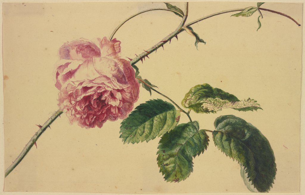 A rose, Jan van Huysum