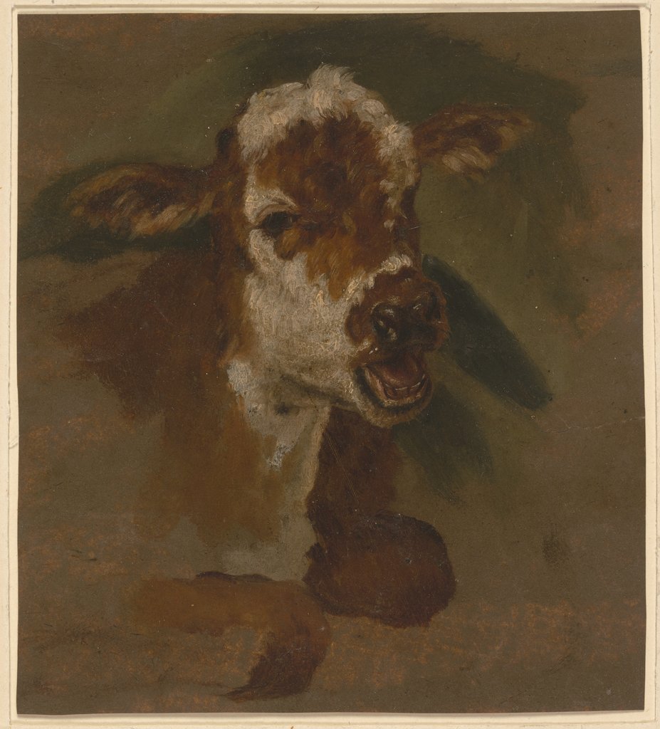 Cattle head, Adriaen van de Velde