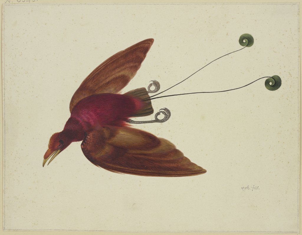 Flying bird of paradise, Herman Henstenburgh